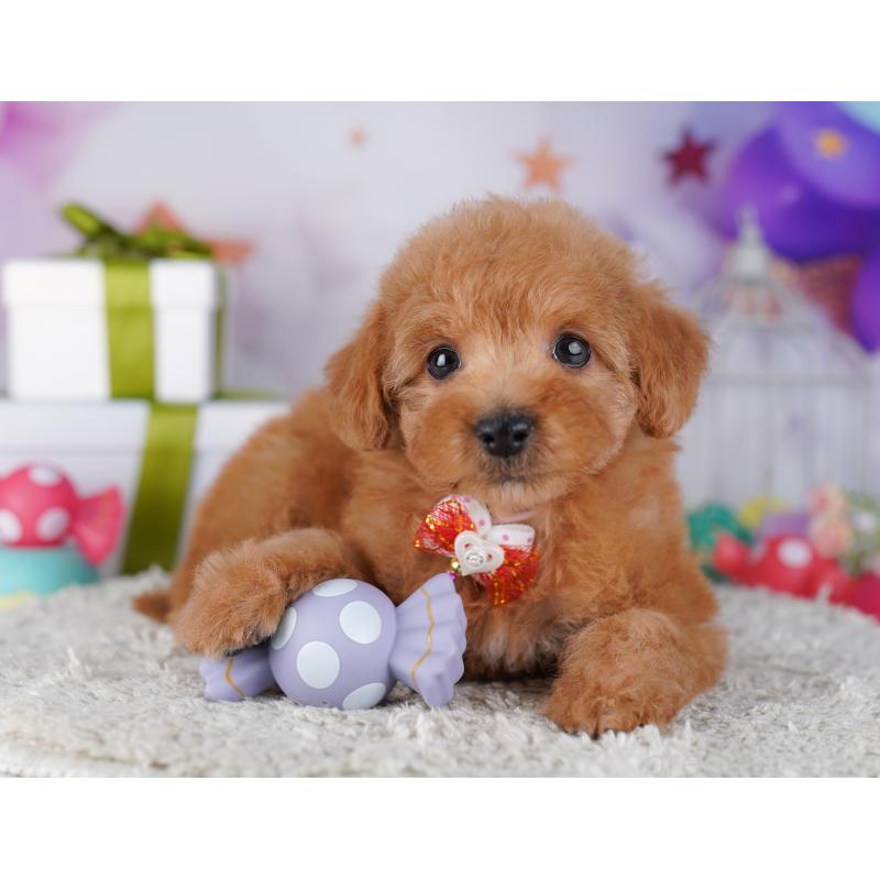 販売中の神奈川県のトイプードル-442973の9枚目