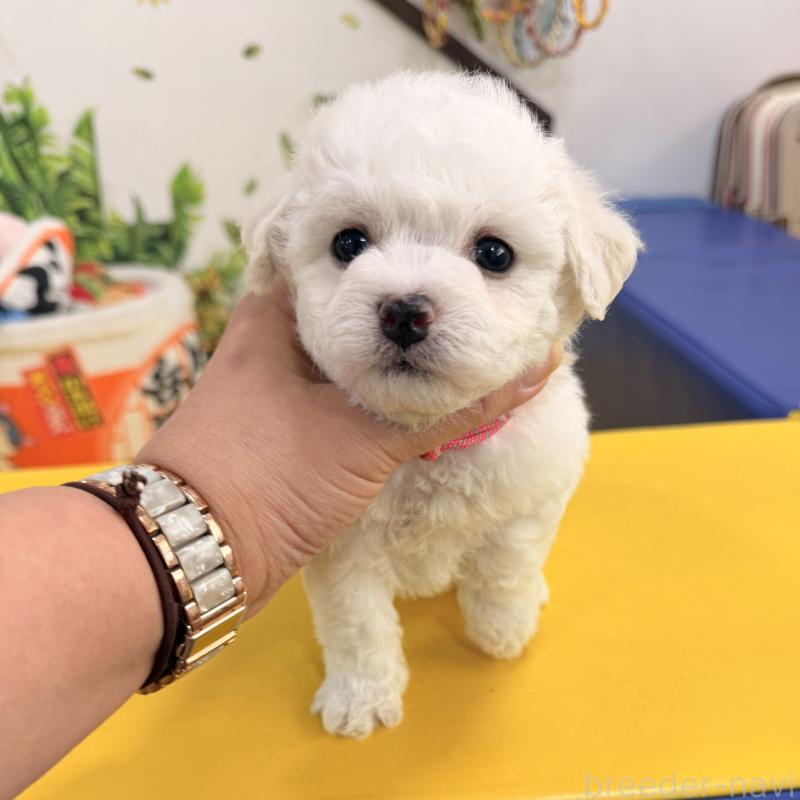 販売中の大阪府のビションフリーゼ-442972