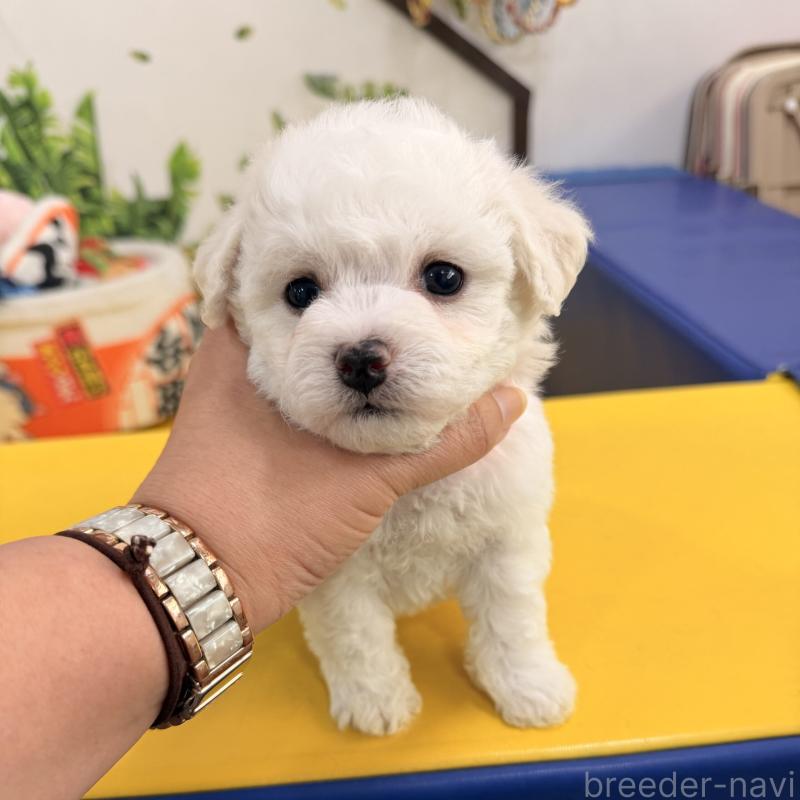 販売中の大阪府のビションフリーゼ-442972の7枚目