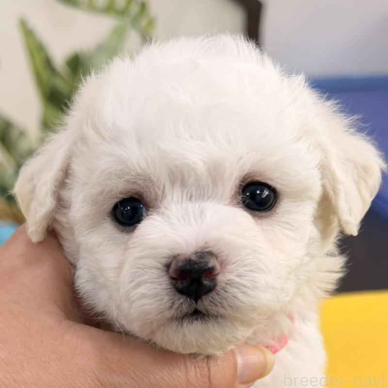 販売中の大阪府のビションフリーゼ-442972の6枚目