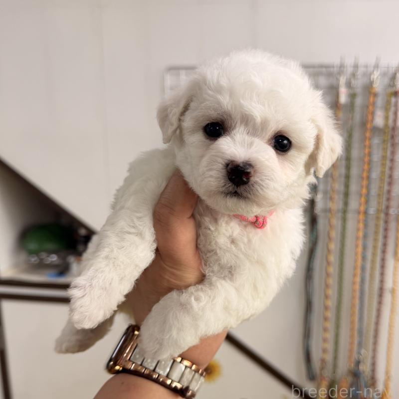 販売中の大阪府のビションフリーゼ-442972の5枚目