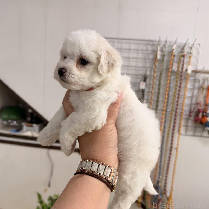 販売中の大阪府のビションフリーゼ-442972の4枚目