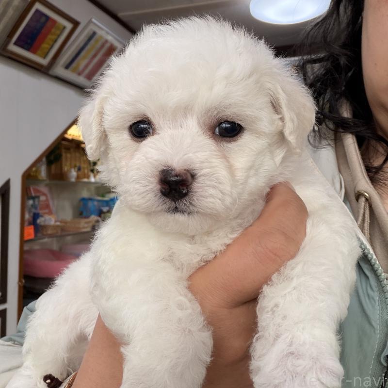 販売中の大阪府のビションフリーゼ-442972の3枚目