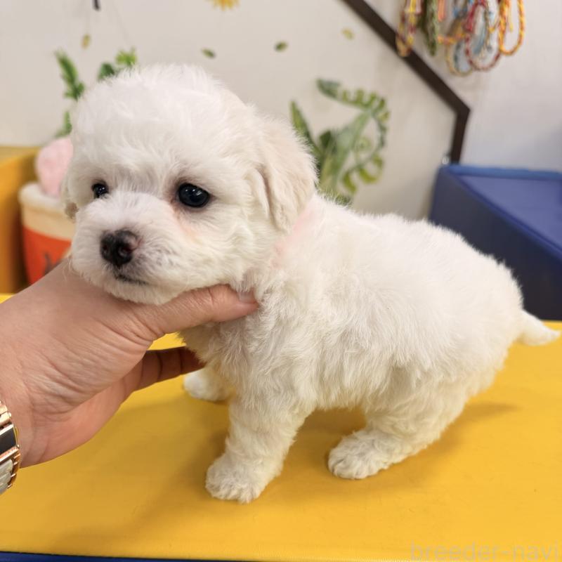 販売中の大阪府のビションフリーゼ-442972の2枚目