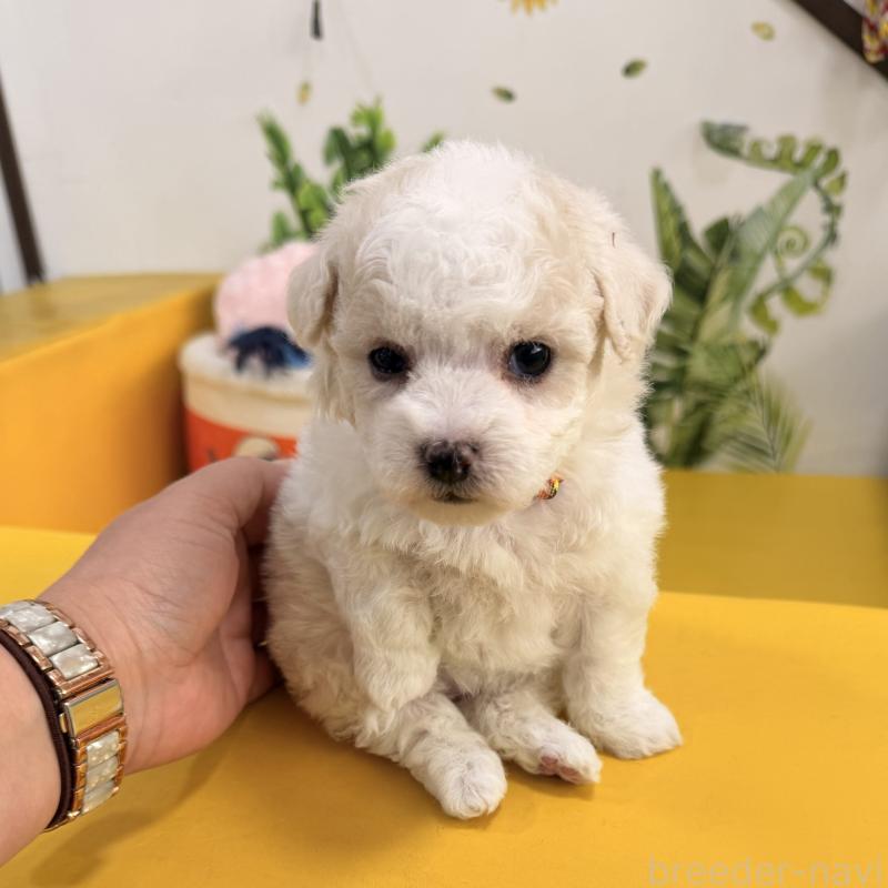 販売中の大阪府のビションフリーゼ-442974の8枚目