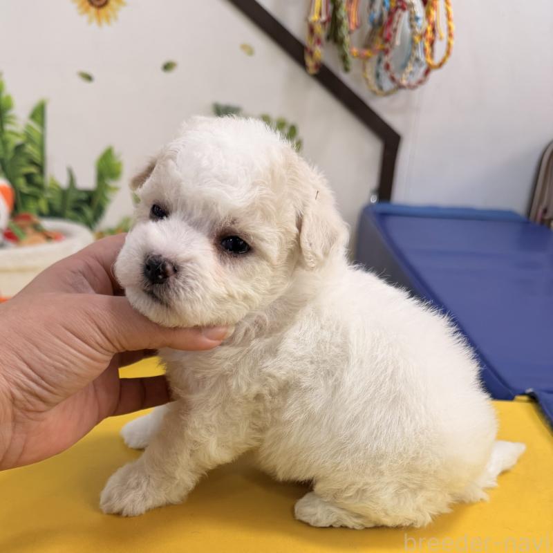 販売中の大阪府のビションフリーゼ-442974の7枚目