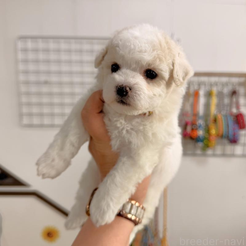 販売中の大阪府のビションフリーゼ-442974の6枚目