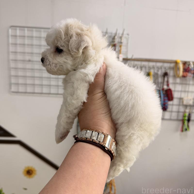 販売中の大阪府のビションフリーゼ-442974の5枚目