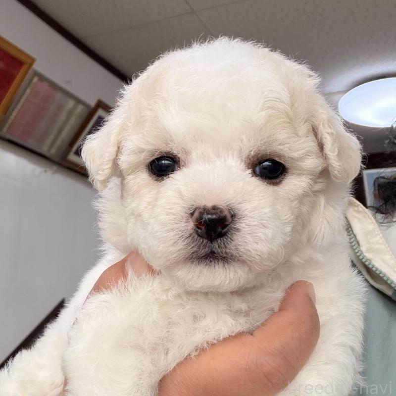 販売中の大阪府のビションフリーゼ-442974の4枚目