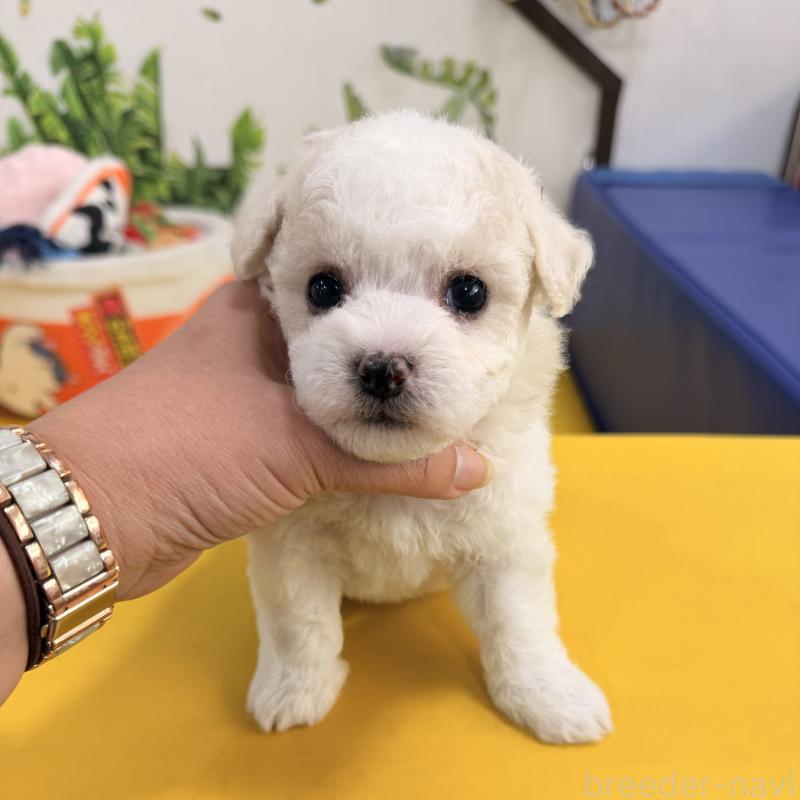 販売中の大阪府のビションフリーゼ-442974の3枚目