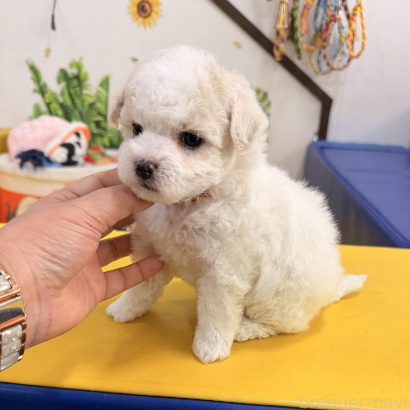 販売中の大阪府のビションフリーゼ-442974の2枚目