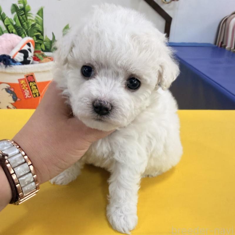 販売中の大阪府のビションフリーゼ-442975