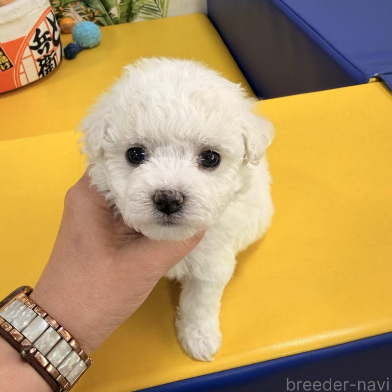 販売中の大阪府のビションフリーゼ-442975の7枚目