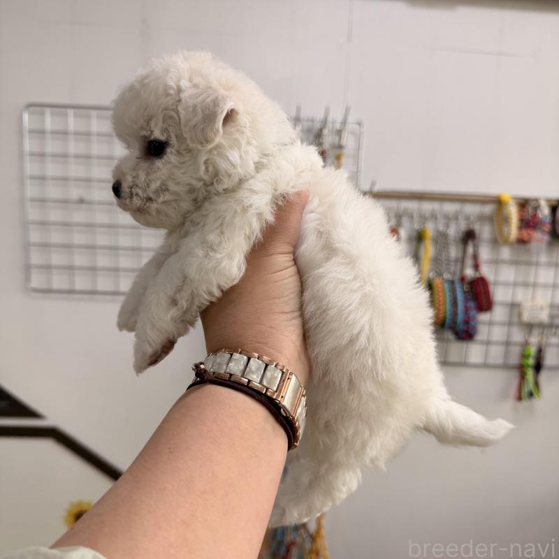 販売中の大阪府のビションフリーゼ-442975の5枚目