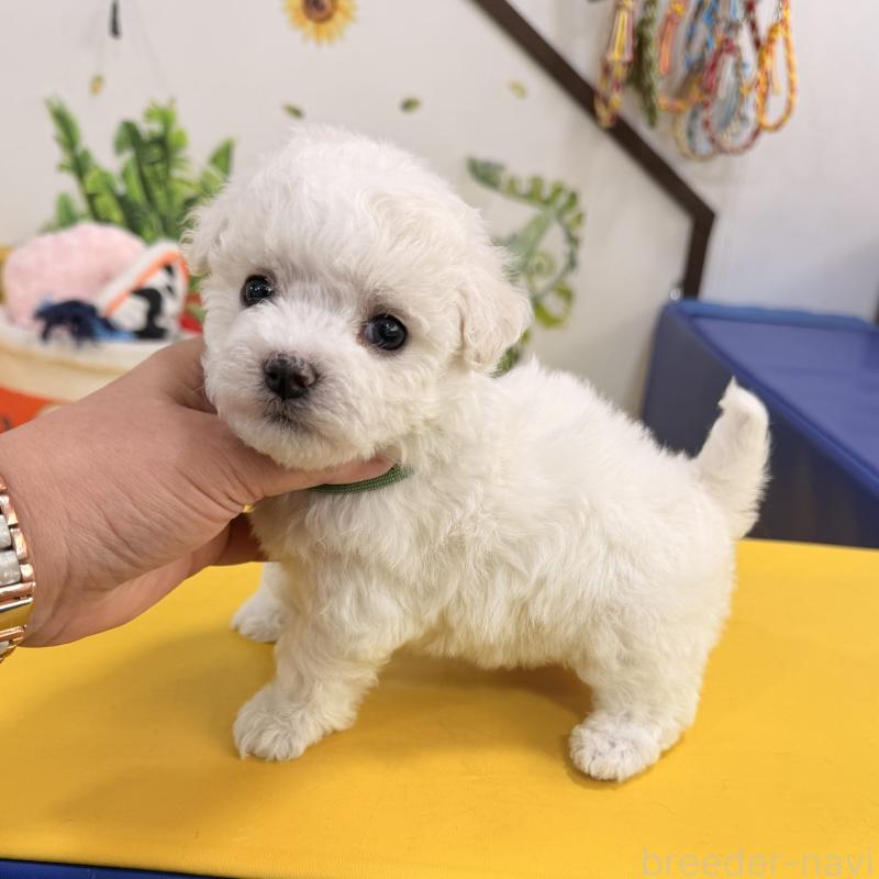 販売中の大阪府のビションフリーゼ-442975の3枚目