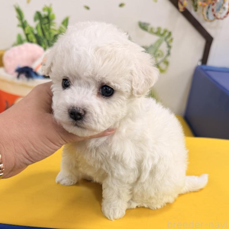 販売中の大阪府のビションフリーゼ-442975の2枚目