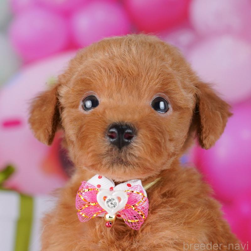 販売中ののトイプードル-442976