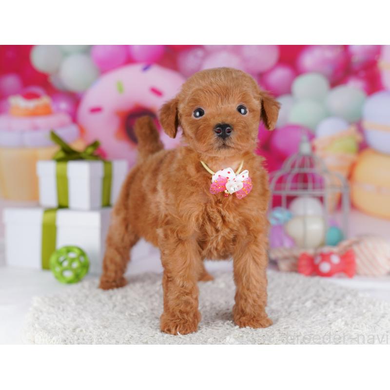 販売中の神奈川県のトイプードル-442976の12枚目