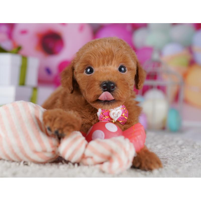 販売中の神奈川県のトイプードル-442976の9枚目