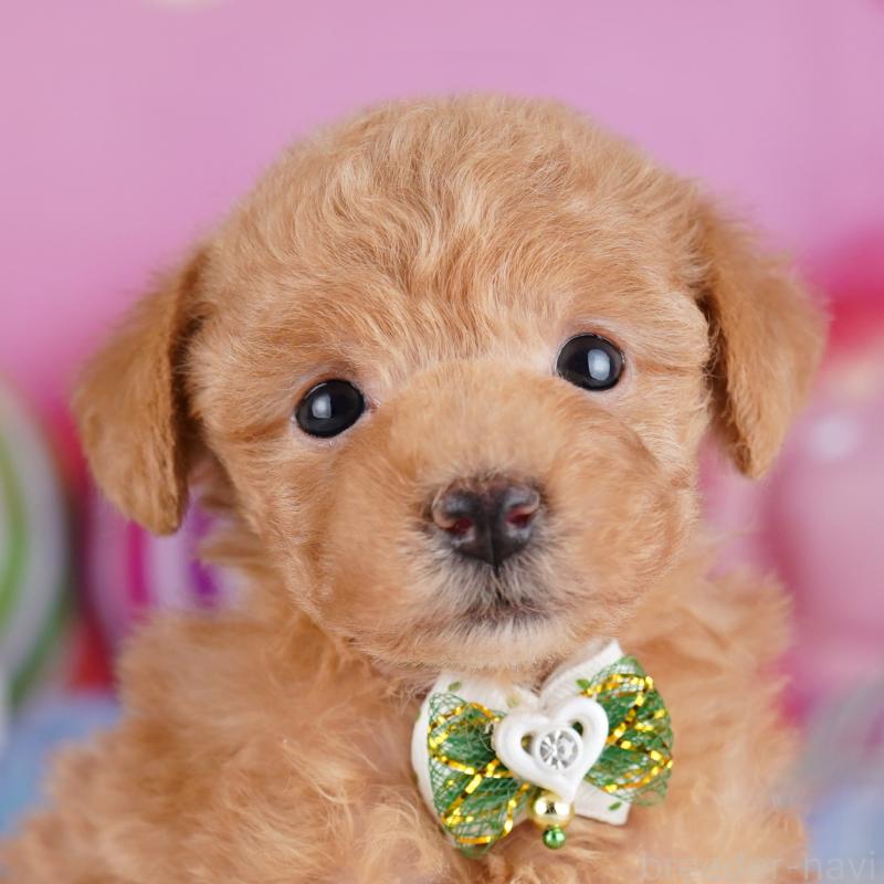 販売中の神奈川県のトイプードル-442978