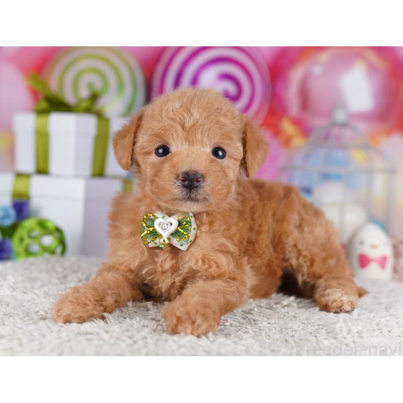 販売中の神奈川県のトイプードル-442978の13枚目