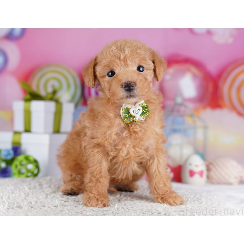 販売中の神奈川県のトイプードル-442978の12枚目