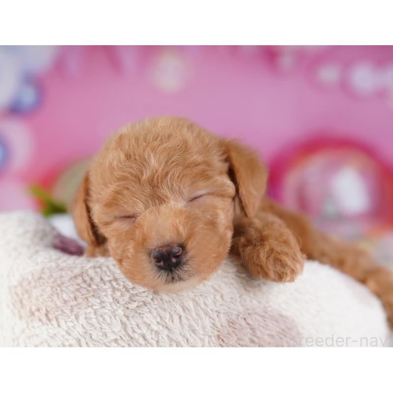 販売中の神奈川県のトイプードル-442978の9枚目