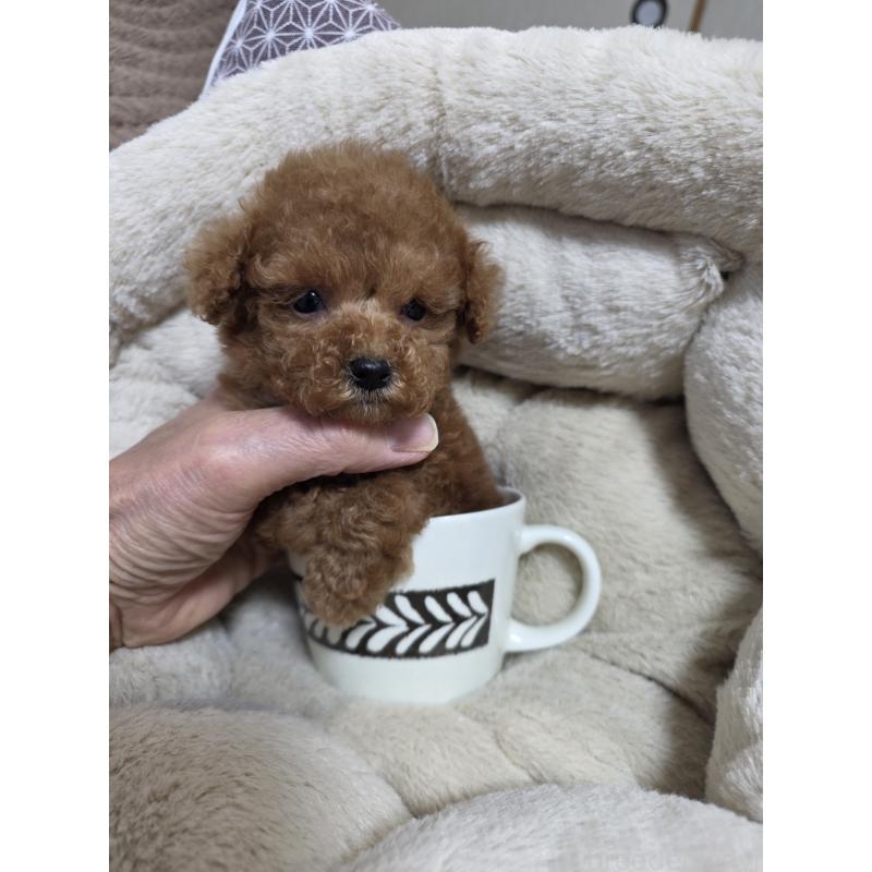 販売中の埼玉県のティーカッププードル-442979の13枚目