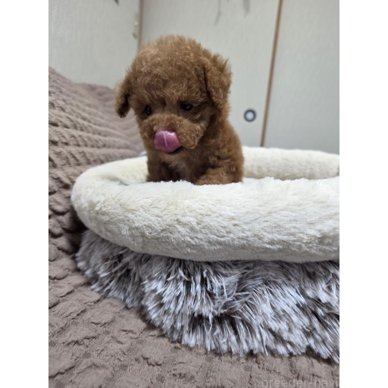 販売中の埼玉県のティーカッププードル-442979の11枚目