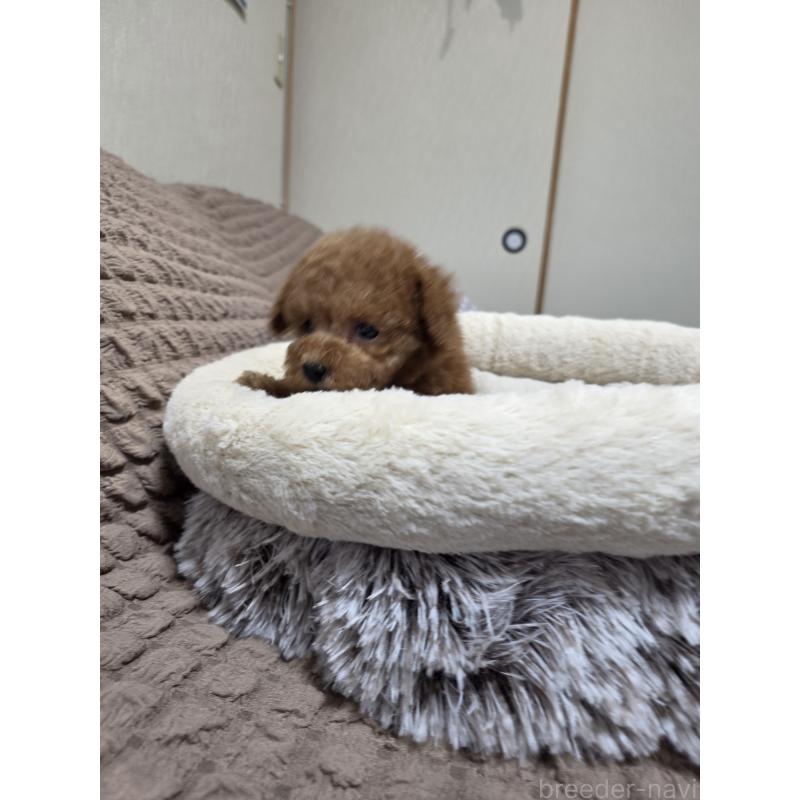 販売中の埼玉県のティーカッププードル-442979の10枚目