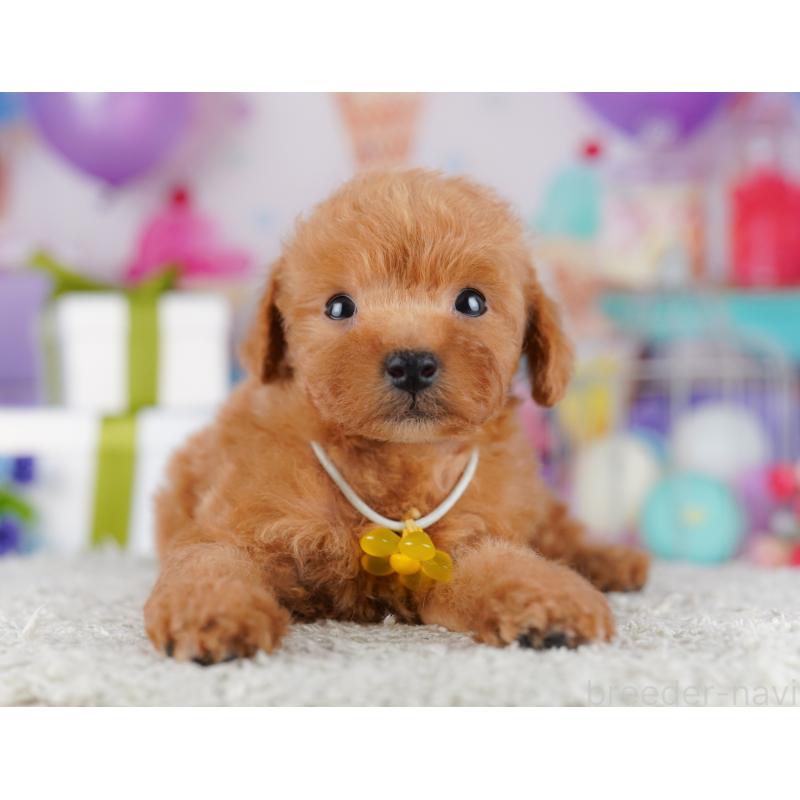 販売中の神奈川県のトイプードル-442980の12枚目