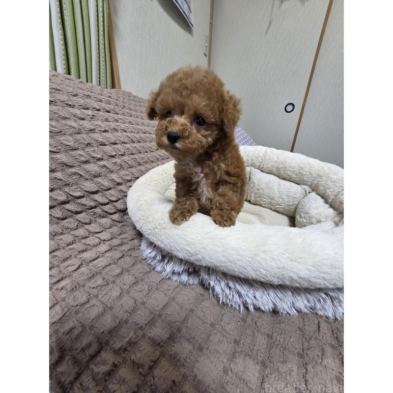 販売中の埼玉県のティーカッププードル-442979の8枚目