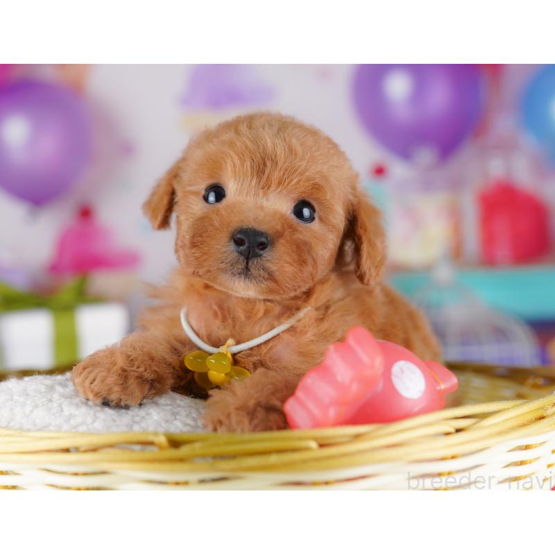 販売中の神奈川県のトイプードル-442980の11枚目