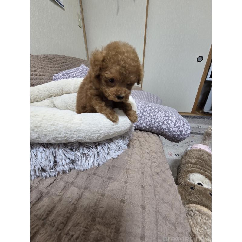 販売中の埼玉県のティーカッププードル-442979の7枚目