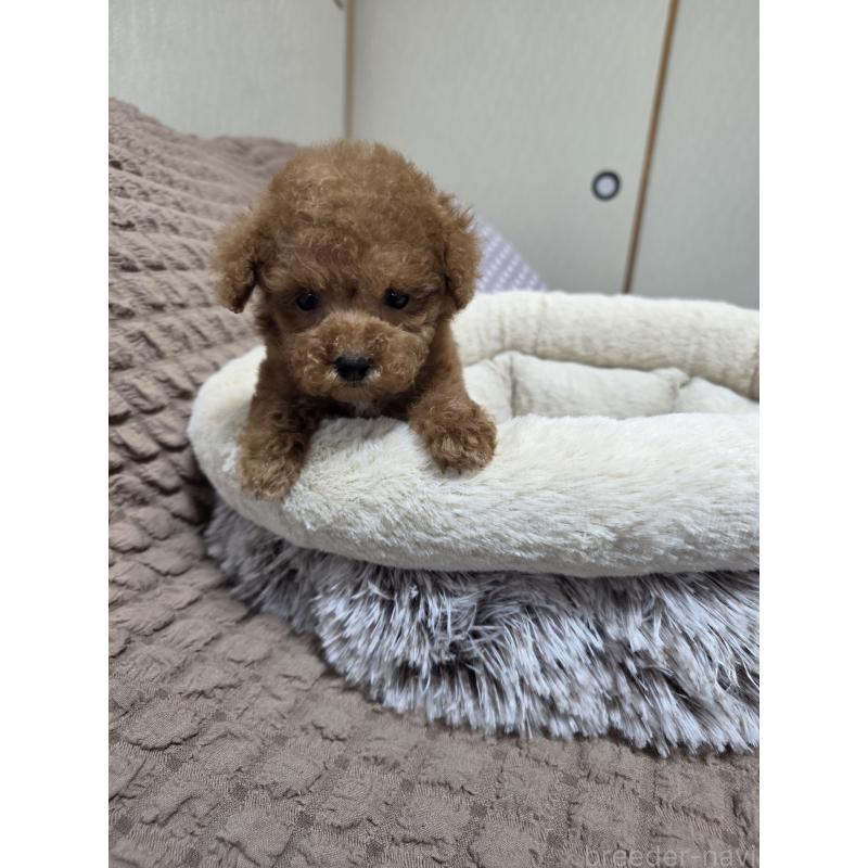 販売中の埼玉県のティーカッププードル-442979の6枚目