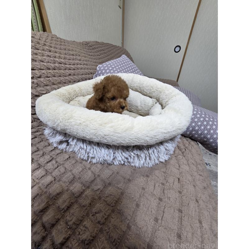 販売中の埼玉県のティーカッププードル-442979の5枚目