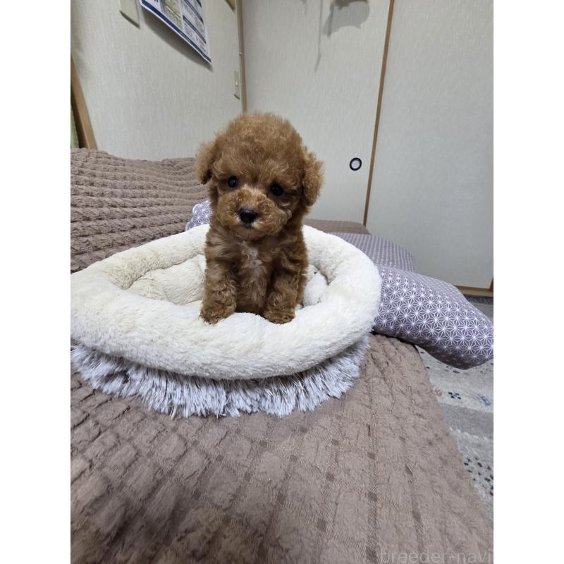 販売中の埼玉県のティーカッププードル-442979の4枚目