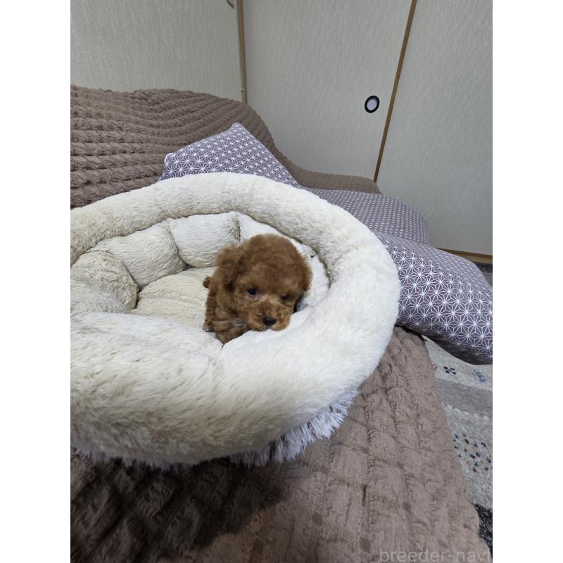 販売中の埼玉県のティーカッププードル-442979の3枚目