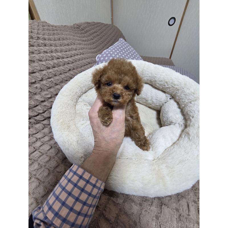 販売中の埼玉県のティーカッププードル-442979の2枚目