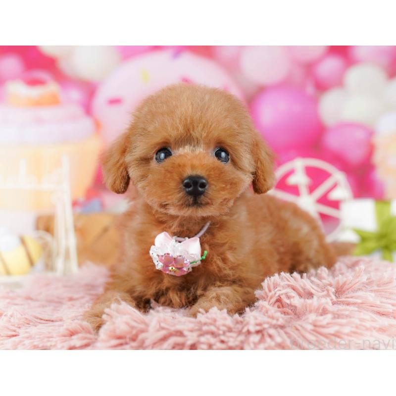 販売中の神奈川県のタイニープードル-442981の14枚目