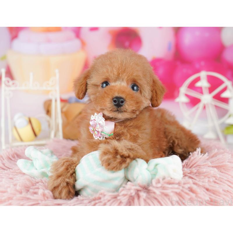 販売中の神奈川県のタイニープードル-442981の12枚目