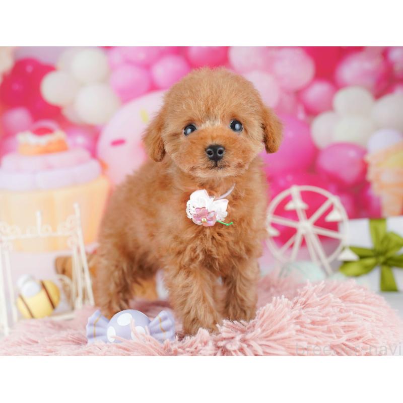 販売中の神奈川県のタイニープードル-442981の11枚目