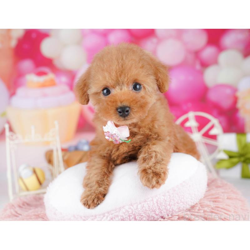 販売中の神奈川県のタイニープードル-442981の10枚目