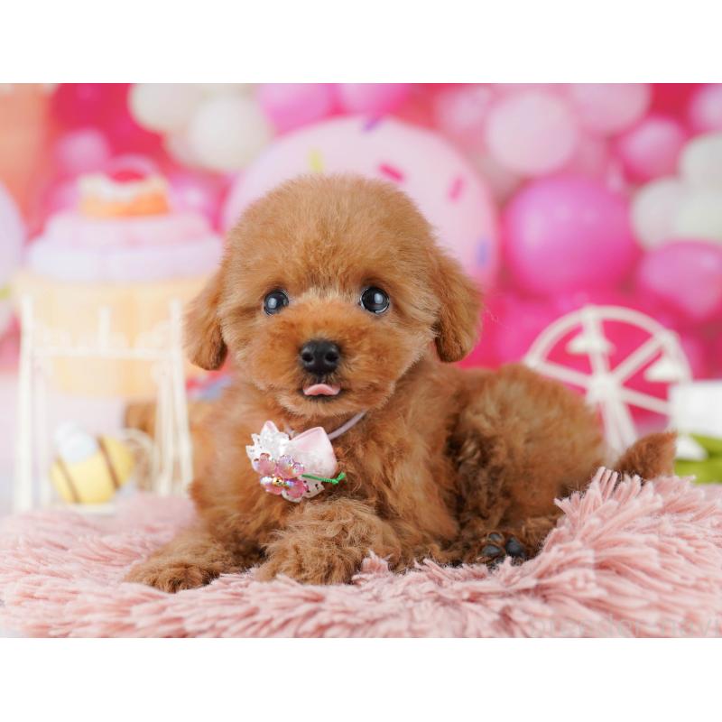 販売中の神奈川県のタイニープードル-442981の9枚目