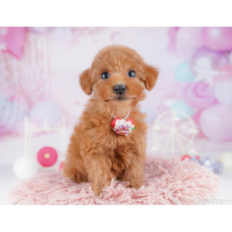 販売中の神奈川県のトイプードル-442982の14枚目