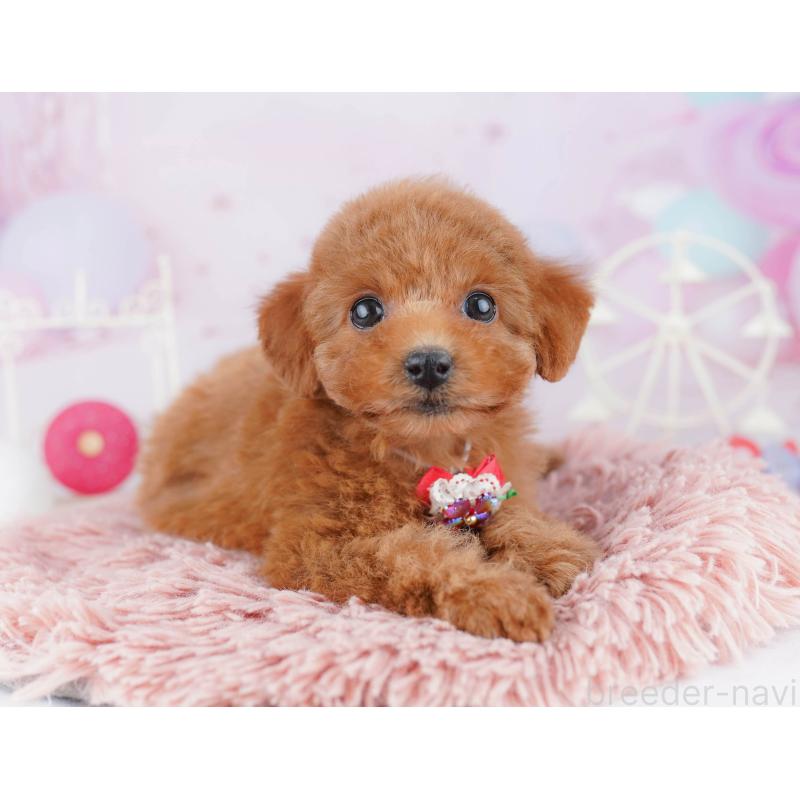 販売中の神奈川県のトイプードル-442982の13枚目