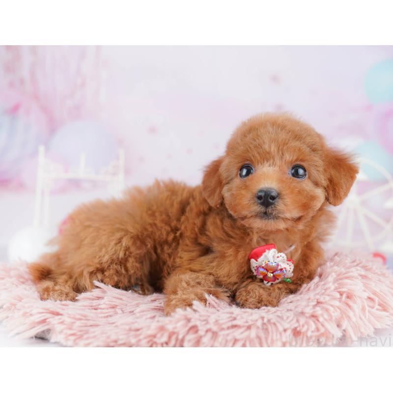 販売中の神奈川県のトイプードル-442982の12枚目