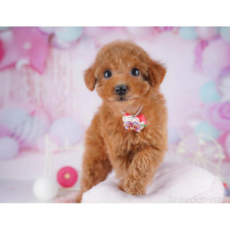 販売中の神奈川県のトイプードル-442982の11枚目