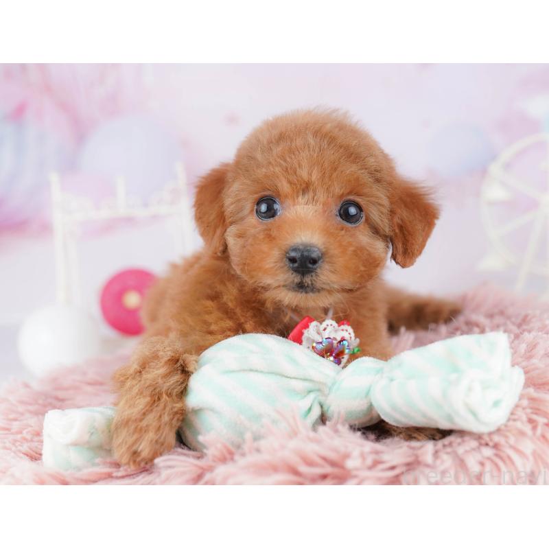 販売中の神奈川県のトイプードル-442982の10枚目