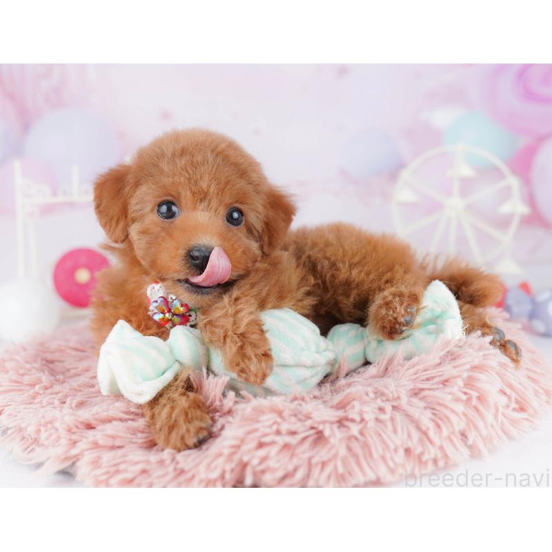 販売中の神奈川県のトイプードル-442982の9枚目